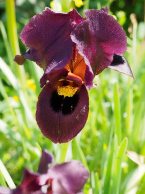 Çeri domates çiçekleri serada