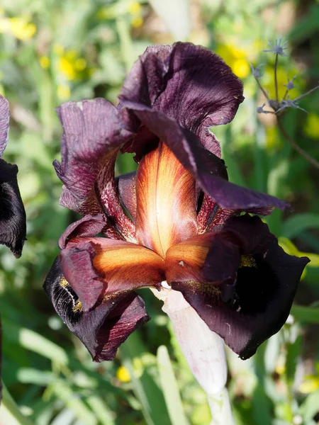 Riserva Naturale Israele Bocciolo Aperto Iris Viola — Foto Stock