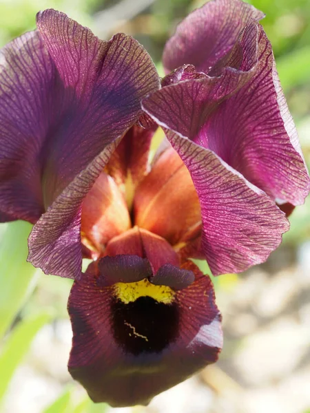 Naturreservat Israel Öppen Knopp Lila Iris — Stockfoto