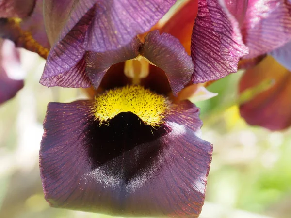 Natuurreservaat Israël Open Knop Paars Iris — Stockfoto