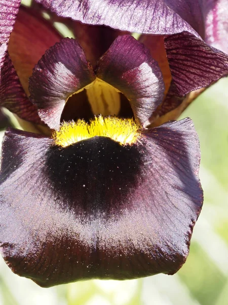 Riserva Naturale Israele Bocciolo Aperto Iris Viola — Foto Stock