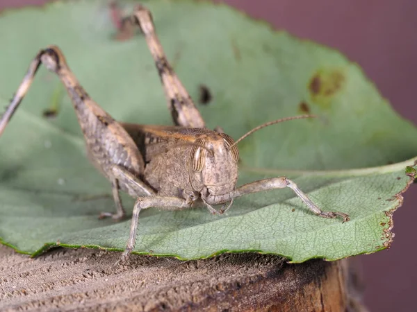 Insect Meadow Locust Single Phase Development — Foto de Stock