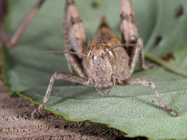 Böcek Çayırı Çekirgesi Tek Bir Evrede Gelişiyor — Stok fotoğraf