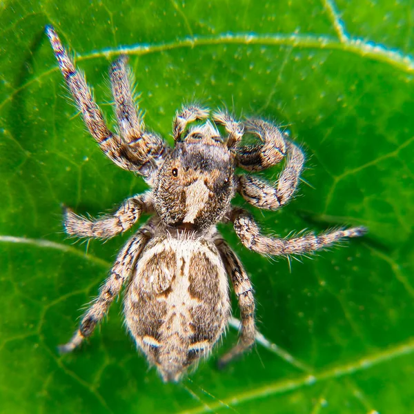 Pavouk Vrchol Pohled Čtverec Zeleném Listu Pozadí — Stock fotografie