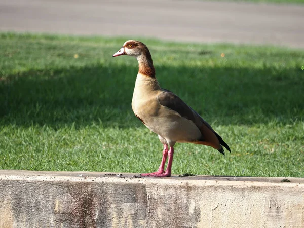 Israel Ein Land Des Vogelzugs Enten Auf Dem See — Stockfoto