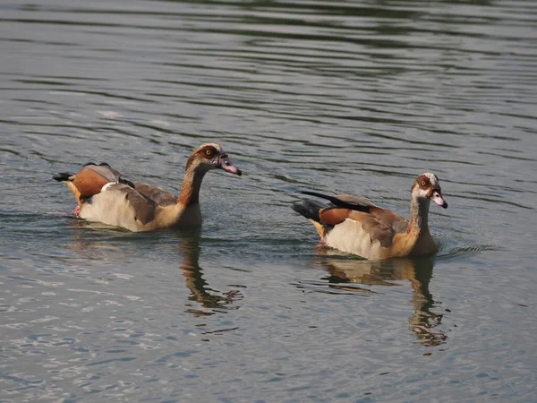 Israel Ein Land Des Vogelzugs Enten Auf Dem See — Stockfoto