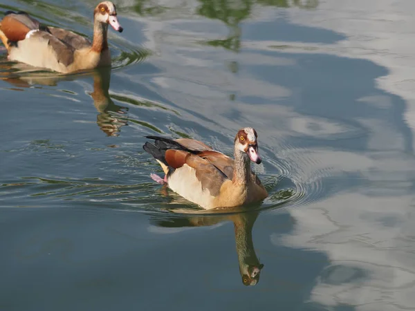 Israël Pays Migration Des Oiseaux Canards Sur Lac — Photo