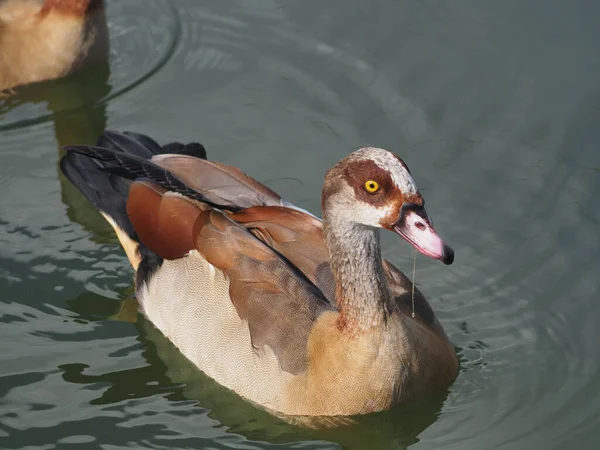Israele Paese Migrazione Degli Uccelli Anatre Sul Lago — Foto Stock