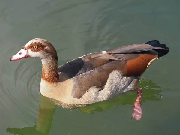 Israel Ein Land Des Vogelzugs Enten Auf Dem See — Stockfoto