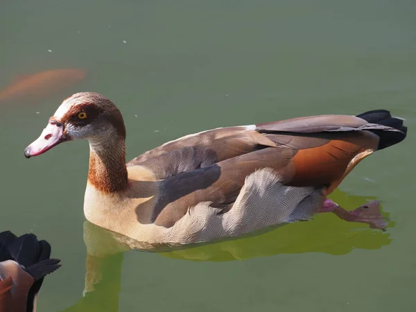 Israel Ein Land Des Vogelzugs Enten Auf Dem See — Stockfoto