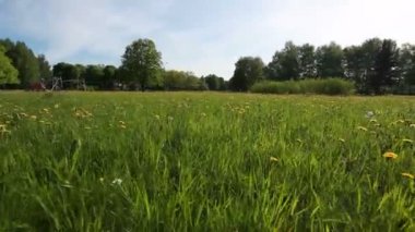 ormandaki yeşil çimenlerin üzerinde yürüyüş