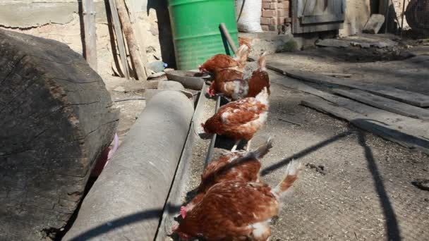 Gallinas en la granja — Vídeo de stock