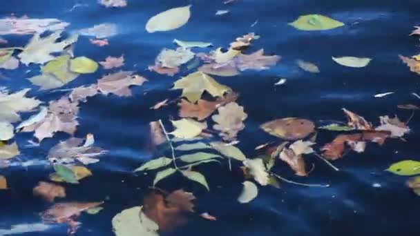 Nice autumn leaves on water — Stock Video