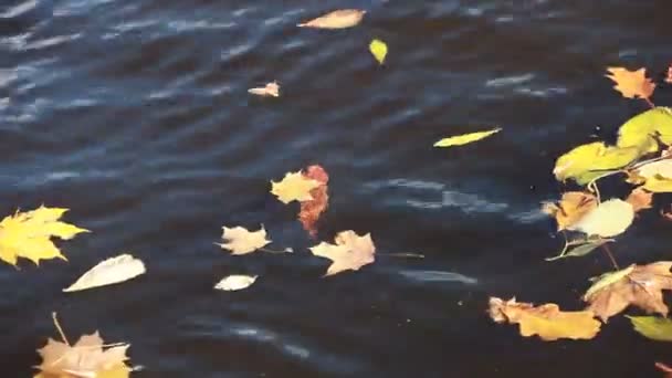 Jolies feuilles d'automne sur l'eau — Video