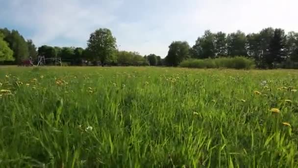 Caminhando na grama verde na floresta — Vídeo de Stock