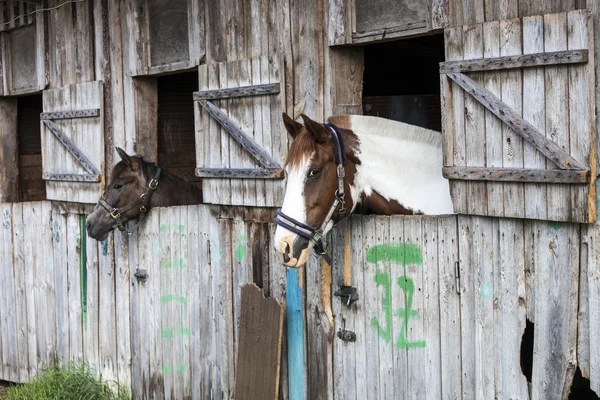 2 頭の馬安定 — ストック写真