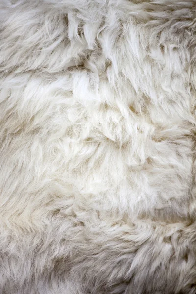 Textura de pele de ovelha branca — Fotografia de Stock