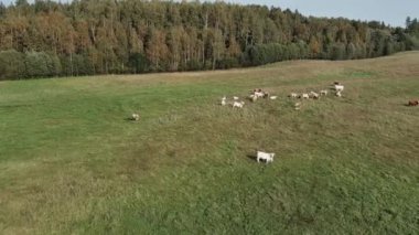 Otlayan ineklerle otlak alanlarının hava manzarası