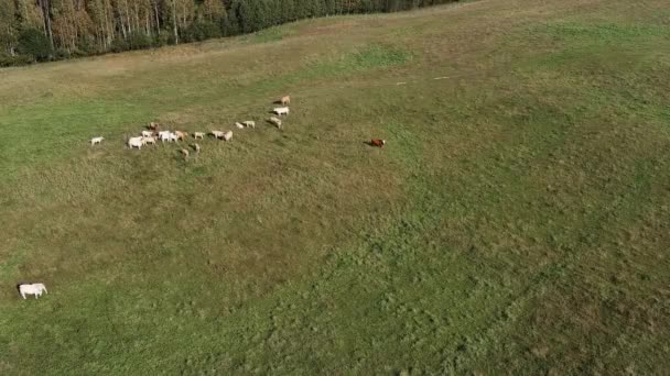 Letecké panorama pastvin s pasoucími se krávami — Stock video