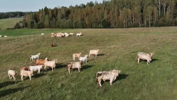 Letecké panorama pastvin s pasoucími se krávami — Stock video
