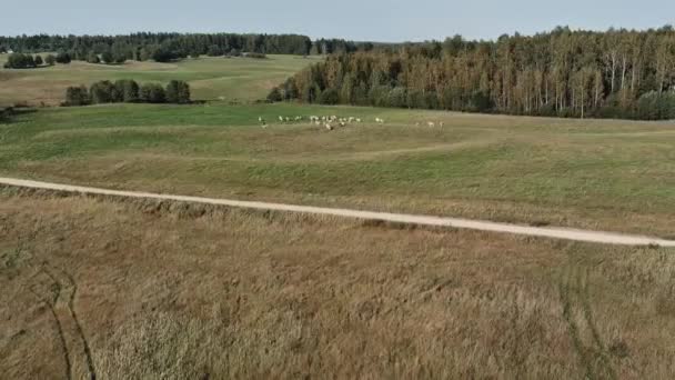 Letecké panorama pastvin s pasoucími se krávami — Stock video