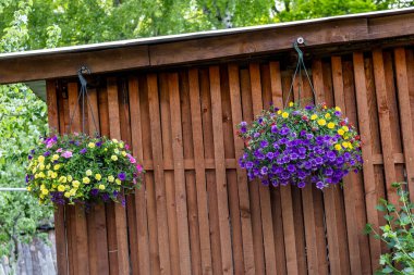 Pot of bright blooming flowers hanging on a wooden rustic barn wall