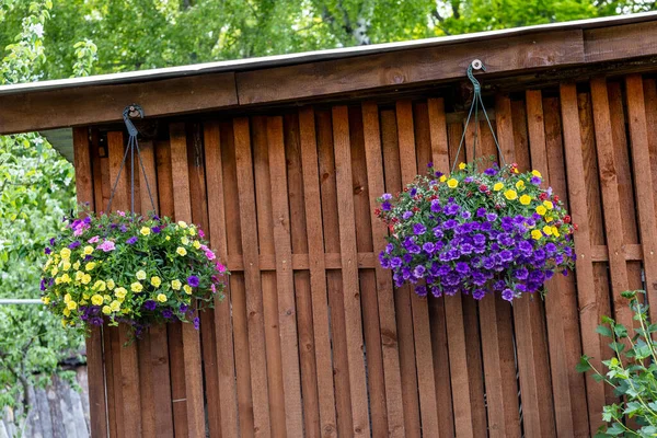 Pot Bright Blooming Flowers Hanging Wooden Rustic Barn Wall — Fotografia de Stock