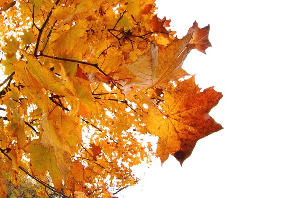 Cor folhas de outono — Fotografia de Stock