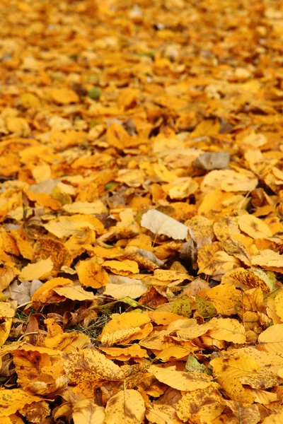 Color autumn leaves — Stock Photo, Image