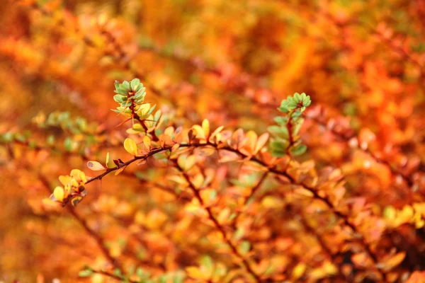 Colore foglie di autunno — Foto Stock