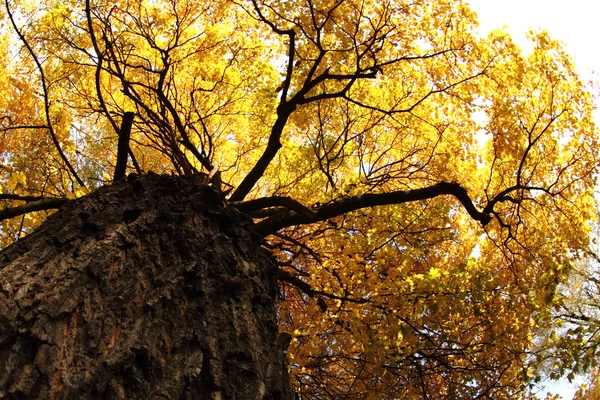 Albero autunnale — Foto Stock