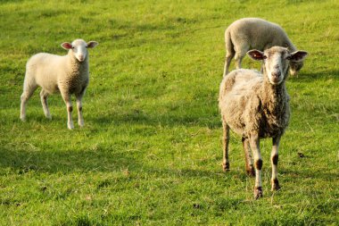 sheeps in the green grass