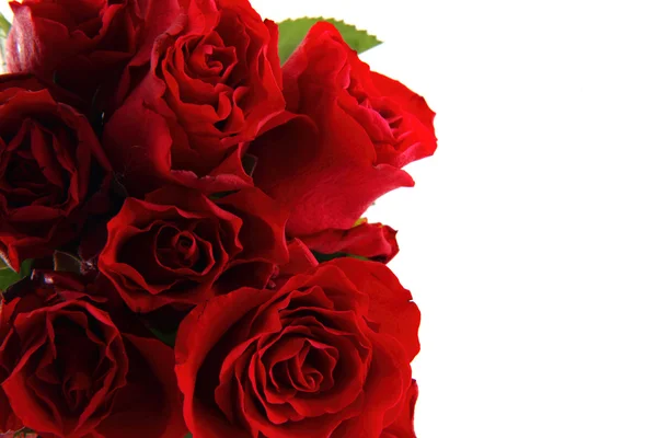 Red roses — Stock Photo, Image