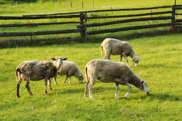 緑の草に羊 — ストック写真