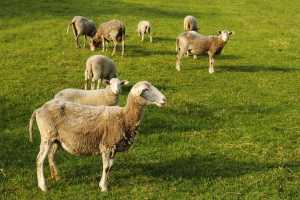 Ovejas en la hierba verde —  Fotos de Stock