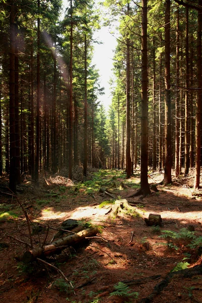 Pěkné lesní pozadí — Stock fotografie
