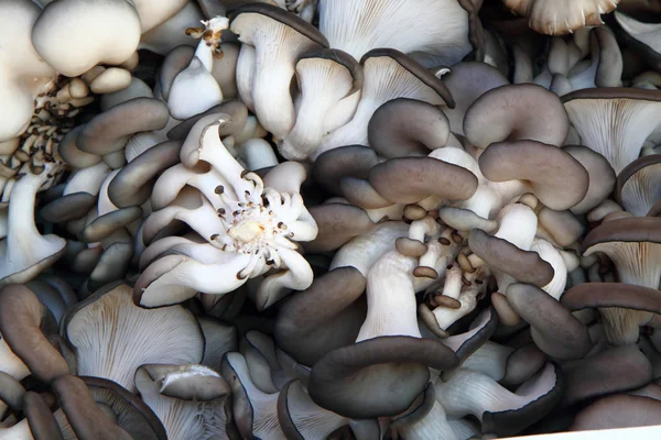 Ostrygi moshrooms tło — Zdjęcie stockowe