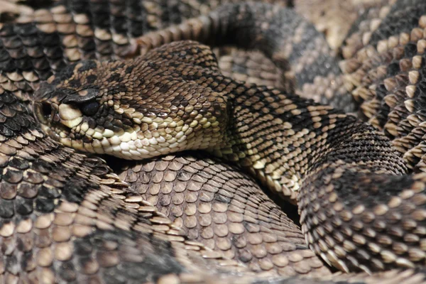 Serpente a sonagli — Foto Stock