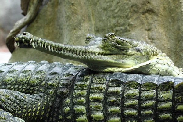 Cap de crocodil — Fotografie, imagine de stoc