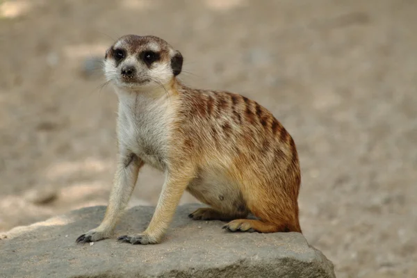 Suricata — Stock Photo, Image