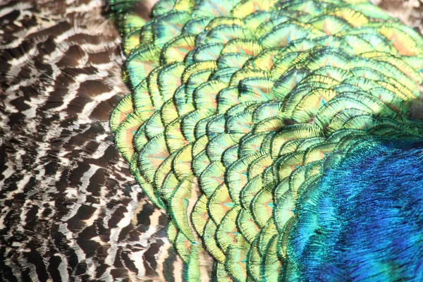 Textura de pavo real —  Fotos de Stock