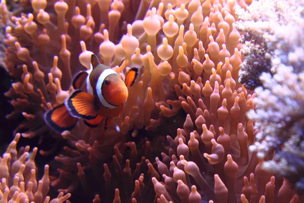 Nemo fiskar — Stockfoto