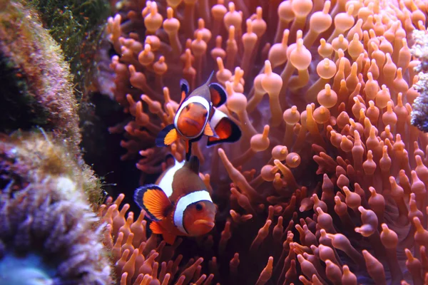 Nemo vissen — Stockfoto