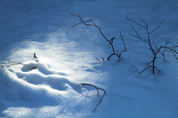 Сніг у природі з рослинами — стокове фото