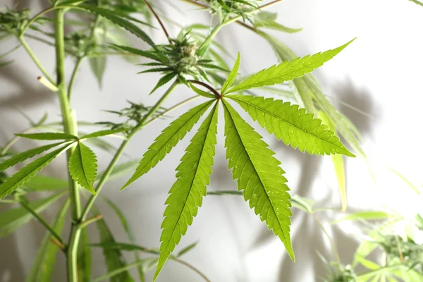 Cannabis-Pflanze isoliert — Stockfoto