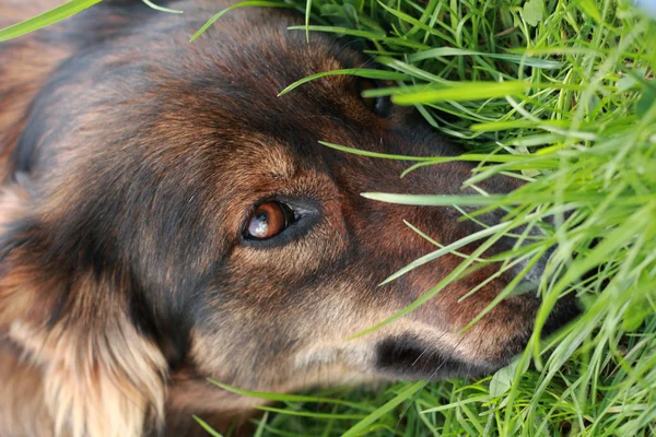 Detail van de bruine hond (hoofd) — Stockfoto