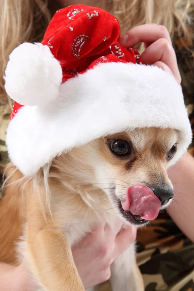 Små chihuahua och jul — Stockfoto