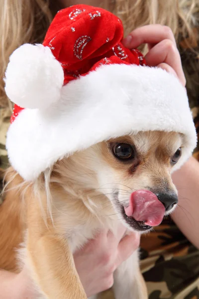 Small chihuahua and christmas — Stock Photo, Image