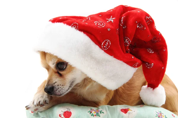 Small chihuahua and christmas isolated — Stock Photo, Image
