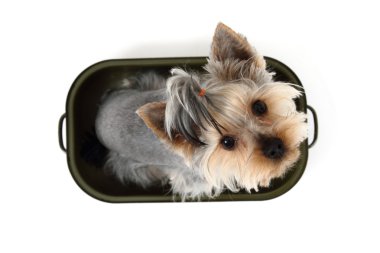 yorkshire terrier in the pot clipart